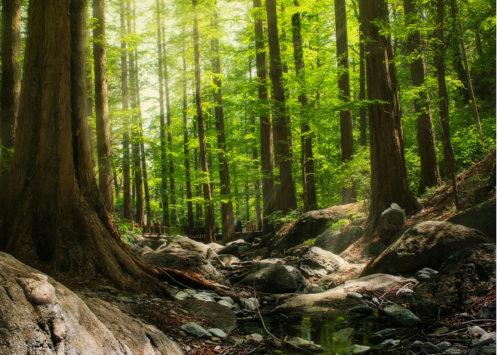 (Image)Transparency in Sustainability: Our Participation in Carbon Disclosure Project